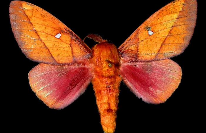 Figura 1. Adulto de <i>Syssphinx quadrilineata</i> (Saturniidae) (macho) vista dorsal 94-SRNP-8115-DHJ31385