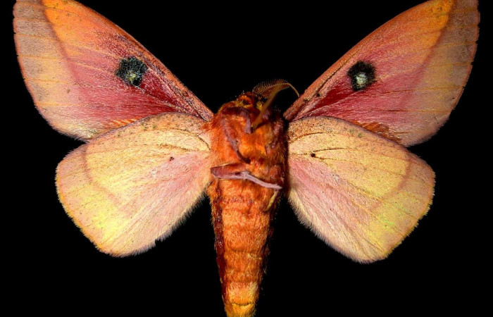 Figura 2. Adulto de <i>Syssphinx quadrilineata</i> (Saturniidae) (macho) vista ventral (94-SRNP-8115-DHJ31386)