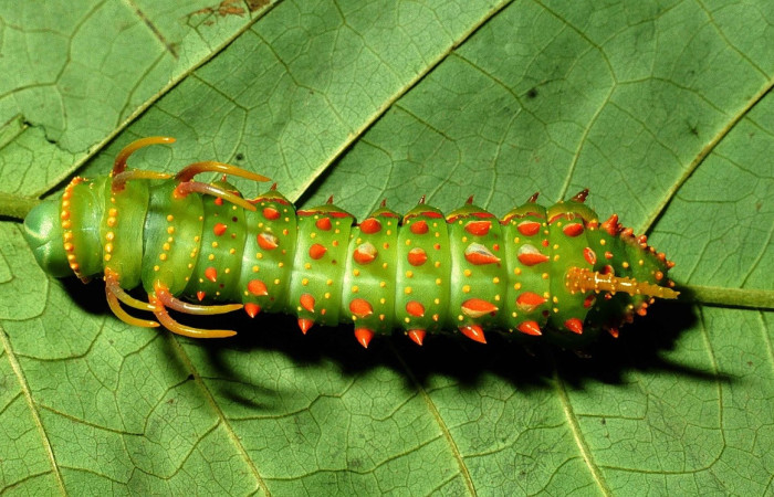 Figura 7. Larva de <i>Syssphinx quadrilineata</i> (Saturniidae) en último estadio vista dorsal. 99-SRNP-13703-DHJ52201)