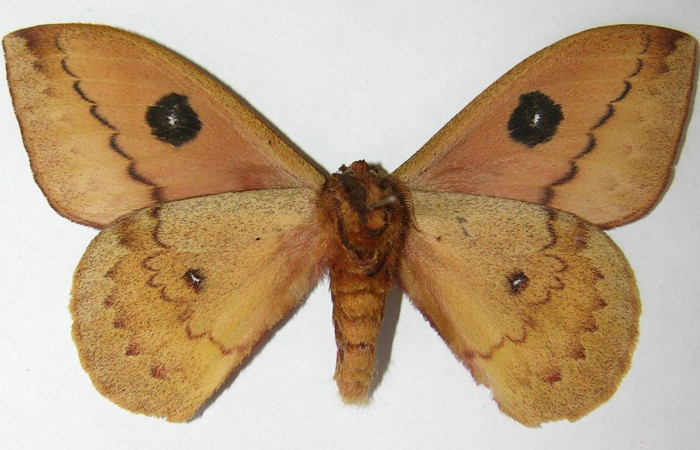 Fig. 9. Vista ventral de adulto macho de <i>Pseudautomeris rudloffii</i> (Saturniidae). Voucher: 09-SRNP-80258-DHJ521661