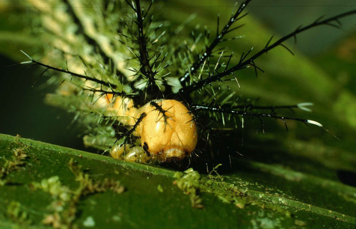 Fig. 7. Vista de la cabeza de larva de <i>Pseudautomeris rudloffii</i> (Saturniidae). Voucher:99-SRNP-6197-DHJ51314.jpg