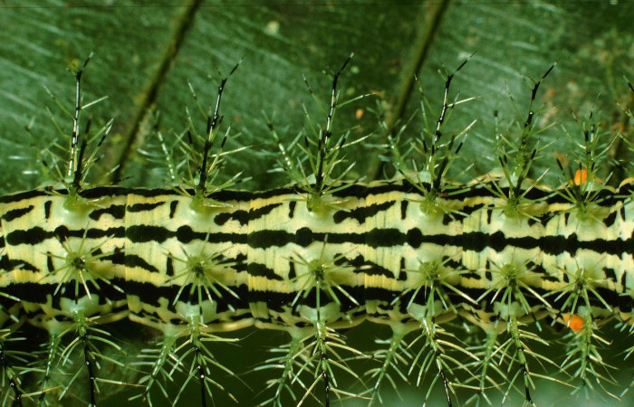 Fig. 5. Vista dorsal central de la larva <i>Pseudautomeris rudloffii</i> (Saturniidae). Voucher: 99-SRNP-6197-DHJ51325.jpg