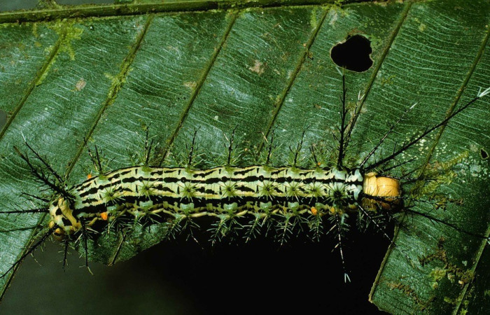 Fig. 1. Vista dorsal entero de <i>Pseudautomeris rudloffii</i> (Saturniidae). Esta larva según la base de datos se alimenta de <i>Prestoea decurrens</i> (Arecaceae). Voucher: 99-SRNP-6197-DHJ51333.jpg