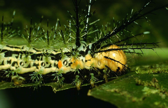 Fig. 4. Vista lateral del toráx de <i>Pseudautomeris rudloffii</i> (Saturniidae). Voucher: 99-SRNP-6197-DHJ51340.jpg.