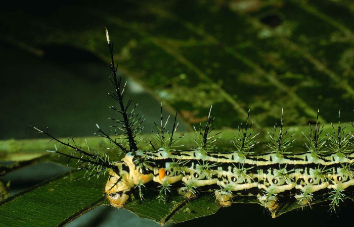 Fig. 3. Vista lateral trasera de <i>Pseudautomeris rudloffii</i> (Saturniidae).Voucher: 99-SRNP-6197-DHJ51341.jpg