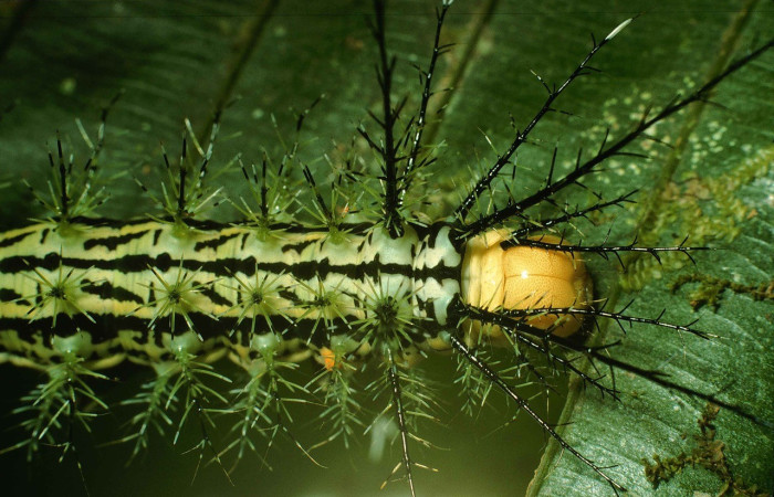 Fig. 2. Vista dorsal de cabeza y tórax de <i>Pseudautomeris rudloffii</i> (Saturniidae). Su color poco llamativo, negro, blanco y cabeza amarilla. Voucher: 99-SRNP-6197-DHJ51344.jpg.