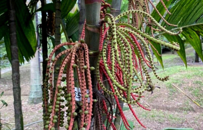 Fig. 11. Vista de las flores y frutos de la planta hospedera de <i>Pseudautomeris rudloffii</i> (Saturniidae), <i>Prestoea decurrens</i> (Arecaceae). Foto tomada de la apps PlantNet.