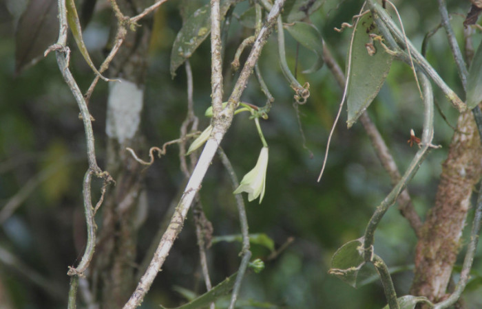Fig.02. <i>Vanilla hartii</i> (Orchidiaceae), Pasmompa, 26 Mar 2024, hábito en crecimiento secundario. Fotografía Calixto Moraga.