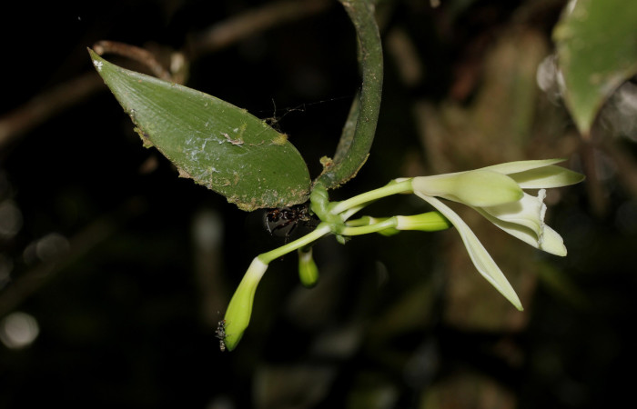 Fig.04. <i>Vanilla hartii</i> (Orchidiaceae), Bosque Pasmompa, hoja y flor abierta. Fotografía Calixto Moraga. 16 Abril 2024.
