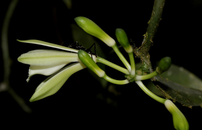 Fig.05. <i>Vanilla hartii</i> (Orchidiaceae), Bosque Pasmompa, flor abierta en vista lateral. Fotografía Calixto Moraga. 16 Abril 2025.