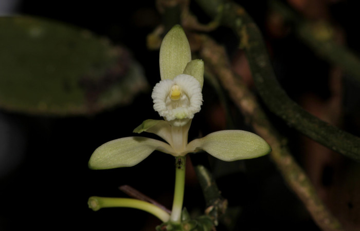 Fig.06. <i>Vanilla hartii</i> (Orchidiaceae), Bosque Pasmompa, flor abierta en vista lateral. Fotografía Calixto Moraga. 16 Abril 2025.