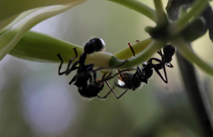Fig.07. <i>Vanilla hartii</i> (Orchidiaceae), Bosque Pasmompa. Pareja de hormiga bala <i>Paraponera clavata</i> (Formicidae) Fotografía Calixto Moraga. 16 Abril 2025.
