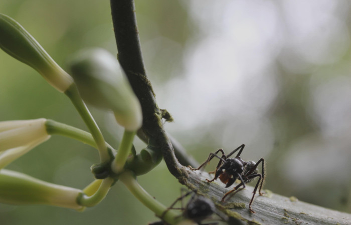 Fig.08. <i>Vanilla hartii</i> (Orchidiaceae), Bosque Pasmompa. Hormiga bala <i>Paraponera clavata</i> (Formicidae) vista frontalmente. Fotografía Calixto Moraga. 16 Abril 2025.