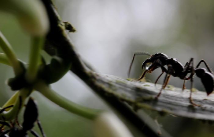 Fig.09. <i>Vanilla hartii</i> (Orchidiaceae), Bosque Pasmompa. Hormiga bala <i>Paraponera clavata</i> (Formicidae), vista lateral, lleva sustancia acuosa. Fotografía Calixto Moraga. 16 Abril 2025.