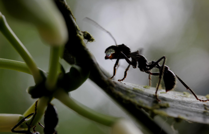 Fig.10. <i>Vanilla hartii</i> (Orchidiaceae), Bosque Pasmompa. Hormiga bala <i>Paraponera clavata</i> (Formicidae), llevando sustancia acuosa. Fotografía Calixto Moraga. 16 Abril 2025.