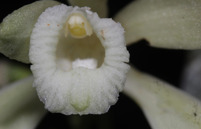 Fig.12. <i>Vanilla hartii</i> (Orchidiaceae), Bosque Pasmompa. Vista flor frontal. Fotografía Calixto Moraga. 21 Abril 2025.