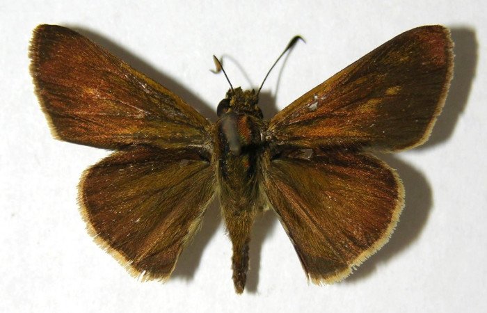 Figura 4. Adulto de <i>Papias allubita</i> (Hesperiidae). Parte dorsal. Voucher: 02-SRNP-13739-DHJ352808.