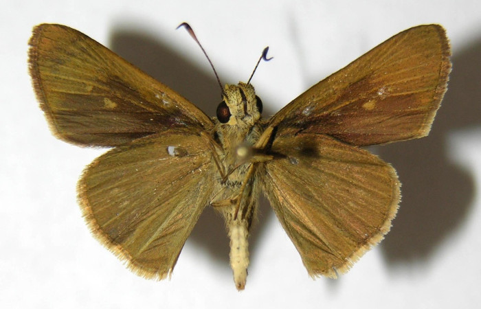 Figura 5. Adulto de <i>Papias allubita</i> (Hesperiidae). Parte ventral. Voucher: 02-SRNP-13739-DHJ352809.