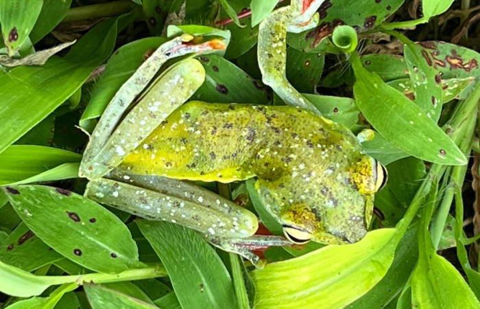 Figura. 4 Foto espalda <i>Boana rufitela</i>, (Hylidae). Area de Conservación Guanacaste. Casa Jorge Hernandez Dos Rios Upala, (elevación 566 metros), observada el 29 octubre 2025. Foto. Jorge Hernández. 