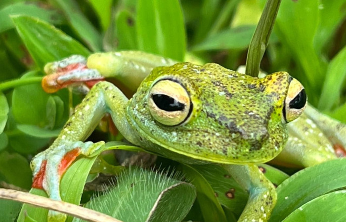 Figura. 6 Foto frente <i>Boana rufitela</i>, (Hylidae). Area de Conservación Guanacaste. Casa Jorge Hernandez Dos Rios Upala, (elevación 566 metros), observada el 29 octubre 2025. Foto. Jorge Hernández. 