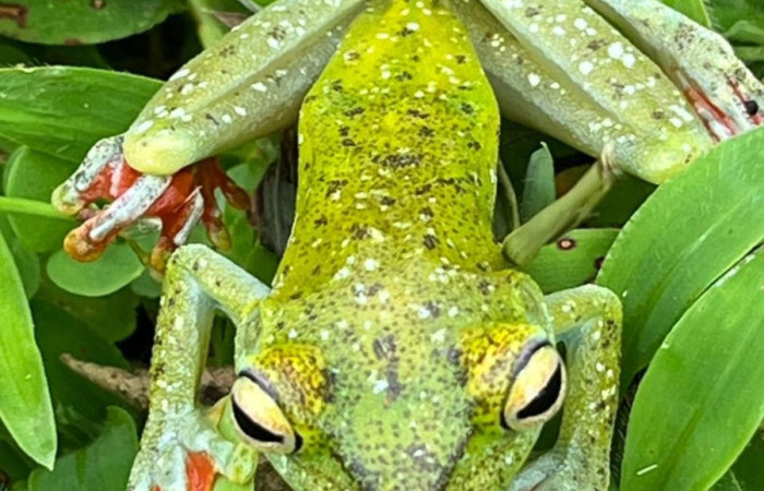Figura. 7 Foto frente <i>Boana rufitela</i>, (Hylidae). Area de Conservación Guanacaste. Casa Jorge Hernandez Dos Rios Upala, (elevación 566 metros), observada el 29 octubre 2025. Foto. Jorge Hernández. 
