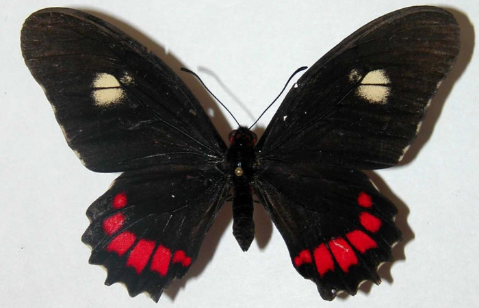 Figura 12. Adulto <i>Eurytides branchus</i> (Papilionidae), Posición dorsal. Área de Conservación Guanacaste, Sector Santa Rosa. 02-SRNP-16074-DHJ34746.       