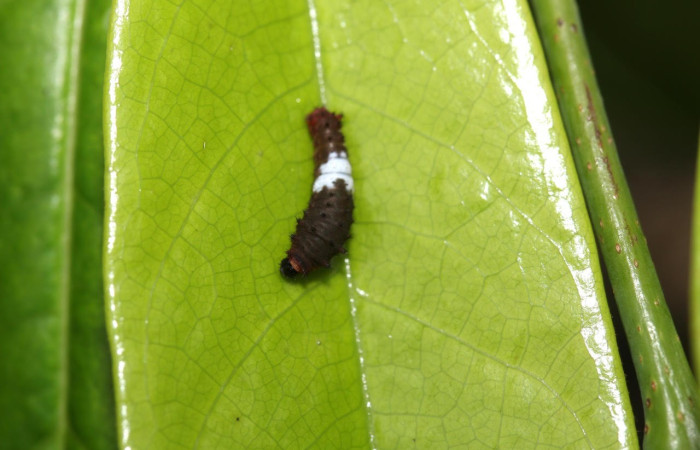 Figura 3. Larva <i>Eurytides branchus</i> (Papilionidae), Posición entero dorsal en la hoja de la planta <i>Annona rensoniana</i> (Annonaceae). 17-SRNP-32201-DHJ740327.jpg.