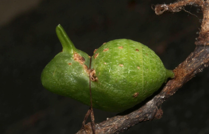 Figura 9. Pupa de <i>Eurytides branchus</i> (Papilionidae), Posición entero lateral en la hoja de la planta <i>Annona amazonica</i> (Annonaceae). 17-SRNP-32202-DHJ743981.jpg.