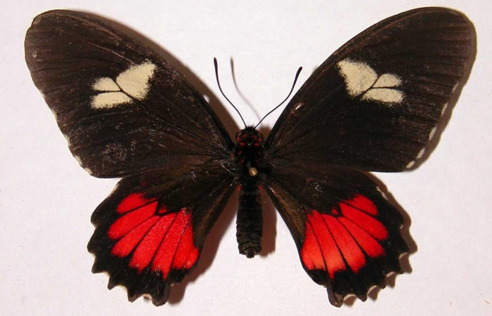 Figura 1. Adulto <i>Eurytides branchus</i> (Papilionidae), posición dorsal. Área de Conservación Guanacaste, Sector Santa Rosa. 98-SRNP-12147-DHJ34422.