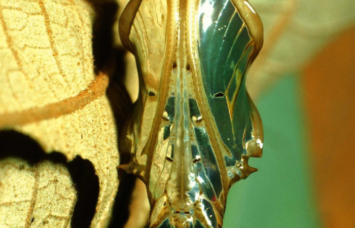 Fig. 19 Crisálida metálica de <i>Adelpha</i> celerioDHJ02 (Nymphalidae), vista ventral. Voucher: 101-SRNP-2000-DHJ60123.