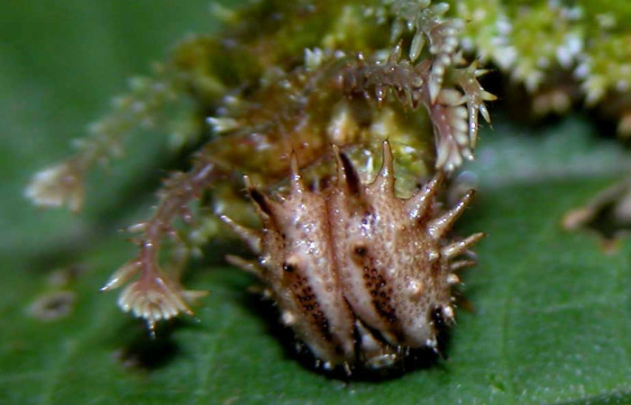 Fig. 14. Larva de <i>Adelpha</i> celerioDHJ02 (Nymphalidae), cabeza con con espinas en forna de cuernos en su margen y protuberancias en la zona frontal. Voucher: 03-SRNP-3322-DHJ400358.