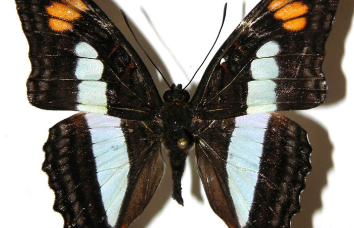 Fig. 1.Macho de <i>Adelpha</i> celerioDHJ02 (Nymphalidae) vista dorsal. Voucher: 04-SRNP-55673-DHJ308098.