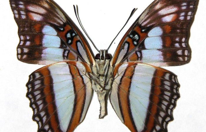 Fig. 2.Macho de <i>Adelpha</i> celerioDHJ02 (Nymphalidae) vista ventral. Voucher: 04-SRNP-55673-DHJ308099.