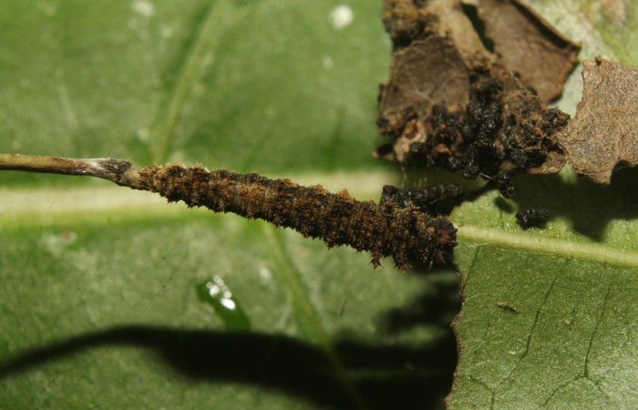Fig. 6. Larva de <i>Adelpha</i> celerioDHJ02 (Nymphalidae), primer estadío larval. Voucher: 19-SRNP-71661-DHJ752342