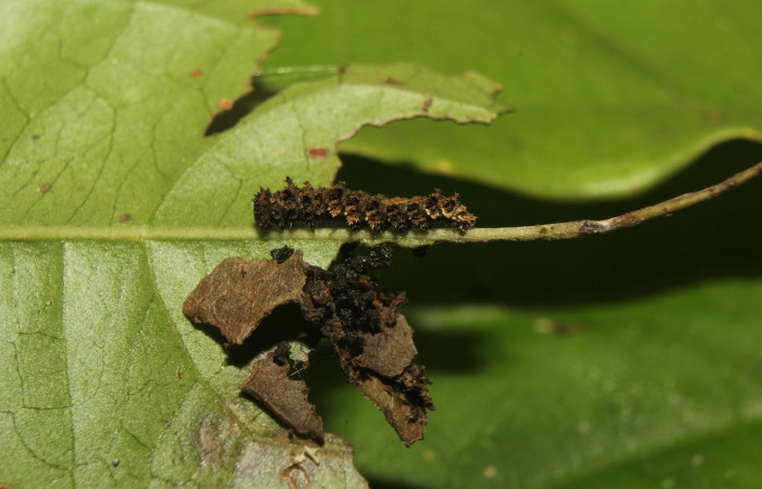 Fig. 5. Larva de <i>Adelpha</i> celerioDHJ02 (Nymphalidae), primer estadío larval. Voucher: 19-SRNP-71661-DHJ752346