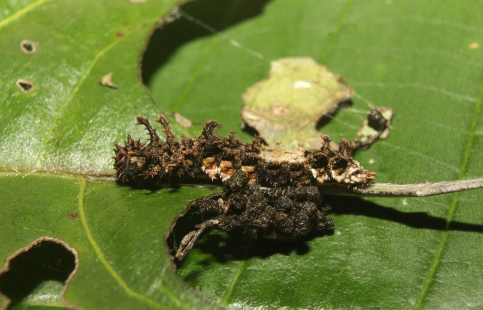 Fig. 7. Larva de <i>Adelpha</i> celerioDHJ02 (Nymphalidae), alimentánsose de <i>Staphylea occidentalis</i> (Staphyleaceae). Voucher: 19-SRNP-71661-DHJ752352.