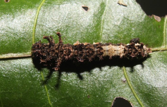 Fig. 9. Larva de <i>Adelpha</i> celerioDHJ02 (Nymphalidae), cuerpo con manchas que mimetizan líquenes. Voucher: 19-SRNP-71661-DHJ752358.
