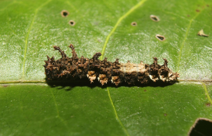 Fig. 8. Larva de <i>Adelpha </i>celerioDHJ02 (Nymphalidae), cuerpo con manchas que mimetizan  líquenes. Voucher: 19-SRNP-71661-DHJ752363.