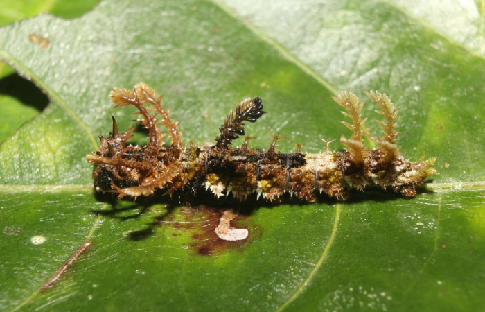 Fig. 13. Larva de <i>Adelpha</i> celerioDHJ02 (Nymphalidae), cuerpo con apéndices en forna de ramificaciones on apariencia de musgo. Voucher: 19-SRNP-71661-DHJ752364.