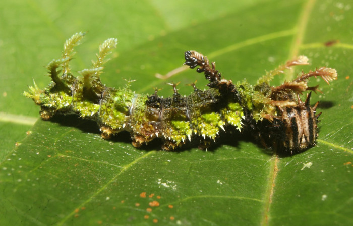 Fig. 12. Larva de <i>Adelpha</i>celerioDHJ02 (Nymphalidae), cuerpo con apéndices en forna de ramificaciones on apariencia de musgo. Voucher: 19-SRNP-71661-DHJ752383