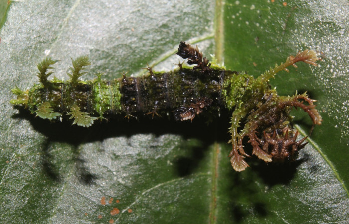 Fig. 11. Larva de <i>Adelpha</i> celerioDHJ02 (Nymphalidae), cuerpo con apéndices en forna de ramificaciones on apariencia de musgo. Voucher: 19-SRNP-71661-DHJ752397
