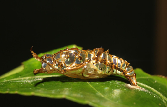 Fig. 18 Pupa de <i>Adelpha</i> celerioDHJ02 (Nymphalidae), vista lateral. Voucher: 19-SRNP-71661-DHJ752414.