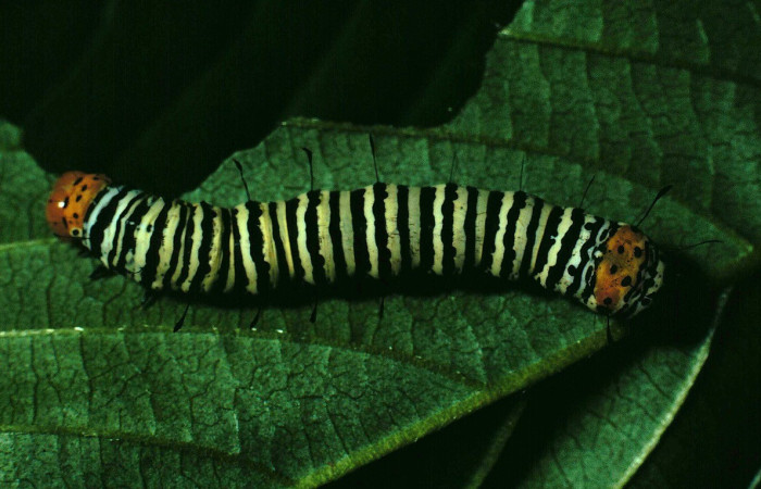 Figura 1. Larva en posición dorsal de <i>Epithisanotia sanctijohannis</i> (Noctuidae), U estadio. Sector Santa Rosa, Bosque Húmedo. Voucher 90-SRNP-821-DHJ12593.jpg.  