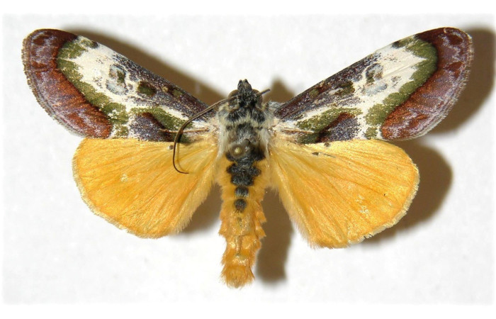  Adulto en posición dorsal de <i>Epithisanotia</i> sanctijohannisDHJ01 (Noctuidae). Sector El Hacha, Finca Araya. Voucher 02-SRNP-17201-DHJ313156