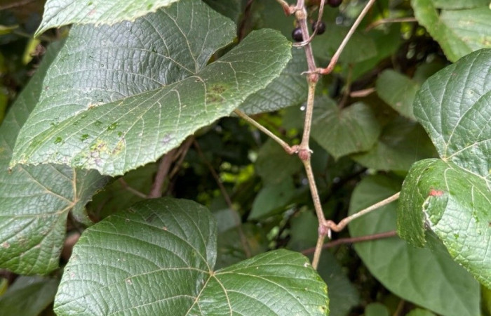  <i>Vitis tiliifolia</i> (Vitaceae). Planta hospedera de <i>Epithisanotia sanctijohannis</i>(Noctuidae). Foto tomada de PlantNet. Área vede Conservación Guanacaste, Costa Rica.