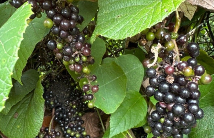  Frutos de <i>Vitis tiliifolia</i> (Vitaceae). Planta hospedera de <i>Epithisanotia sanctijohannis</i>(Noctuidae). Foto tomada de PlantNet. Área vede Conservación Guanacaste, Costa Rica.