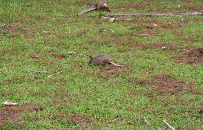 Figura. 2. Armadillo de nueve bandas, <i>Dasypus novemcinctus</i> (Dasypodidae), vista lateral, Estación Biológica Quica, Sector Pitilla Area de Conservación Guanacaste (ACG) (470m). Foto: Ricardo Calero, 26 Agosto 2013. Foto:IMG_8396.jpg.