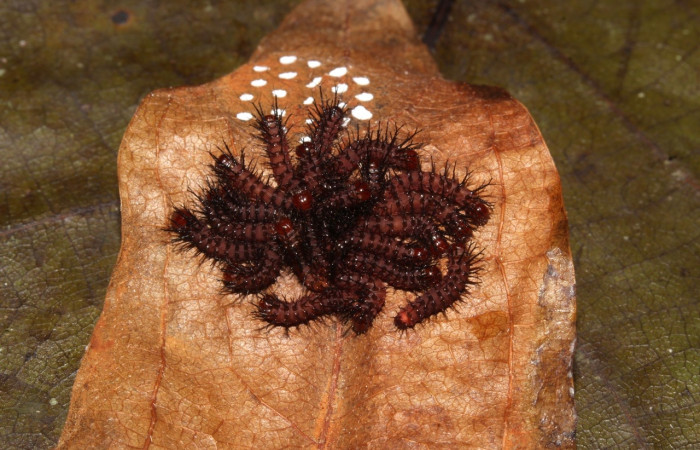 Fig. 10 Larvas, <i>Periphoba</i> arcaeiDHJ02, Saturniidae, primer  estadío, se alimenta <i>Matudaea trinervia</i>, (Hamamelidaceae), larvas comiéndose la concha de huevos de donde salierón, segundo día que nacierón. Voucher: 20-SRNP-31800-DHJ778152.jpg.