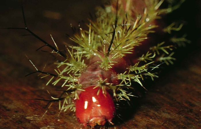 Fig.11 Larva, <i>Periphoba</i> arcaeiDHJ02, Saturniidae, tercer estadío, se alimenta <i>Hirtella racemosa</i>, (Chrysobalanaceae), cabeza. Voucher: 98-SRNP-5385-DHJ45508. 