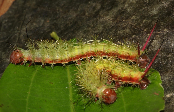 Fig.21 Larva, <i>Periphoba</i> arcaeiDHJ02, Saturniidae, PU estadío, se alimenta <i>Matudaea trinervia</i>, (Hamamelidaceae), mostrando lateral entero. Voucher: 20- SRNP-31800-DHJ778335. 